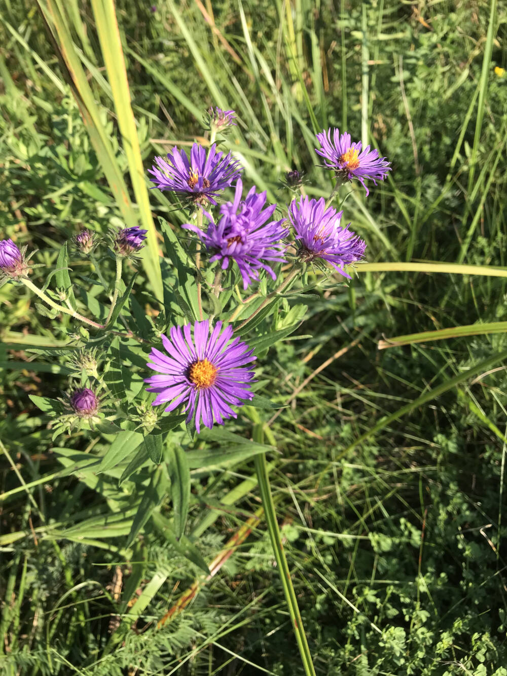 New England Aster shines a bright purple colour in the summer sunshine of a landscape garden in Muskoka, Ontario.