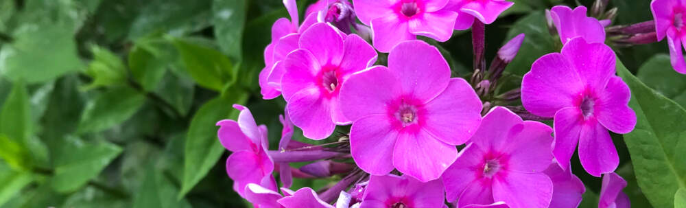 Brilliant pink-purple Phloxes flowers contrast against the light green colour of their foliage in Muskoka, Ontario.