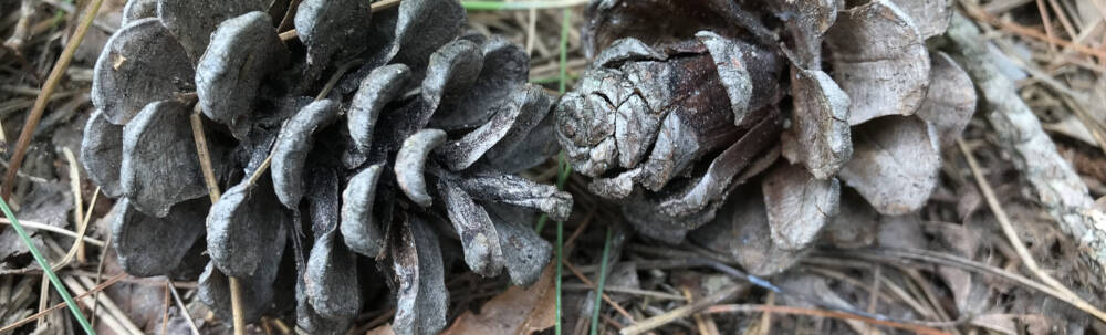 The visual texture of two pine cones arranged with their tips pointed together references concern for the environment embodied in energy-efficient and Passive House construction projects.