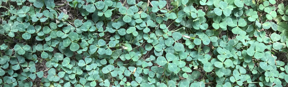 A patch of green-blue coloured clover covers an area of forest floor in Muskoka, Ontario.