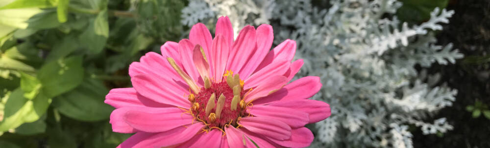 A brilliant pink flower stands tall in a healthy, green Muskoka garden in gentle summer sunlight.