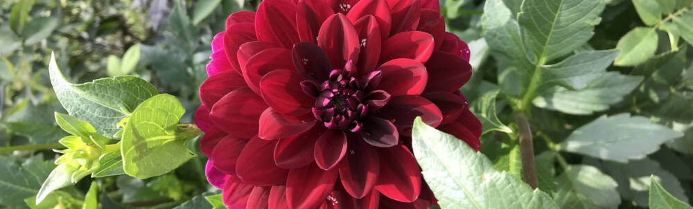 A rich burgundy Dahlia floral bloom is contrasted against deep green foliage in gentle sunlight on a Muskoka summer afternoon.