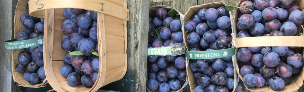 Brilliant blue-purple locally-grown plumbs sit in baskets following harvest on a farm in Muskoka, Ontario.